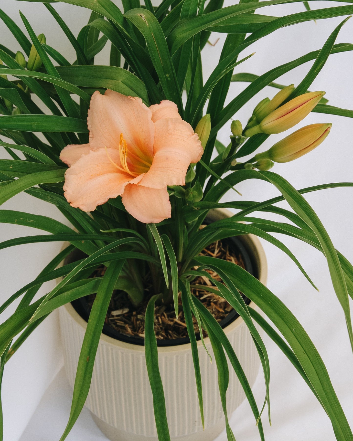 On and On Daylily