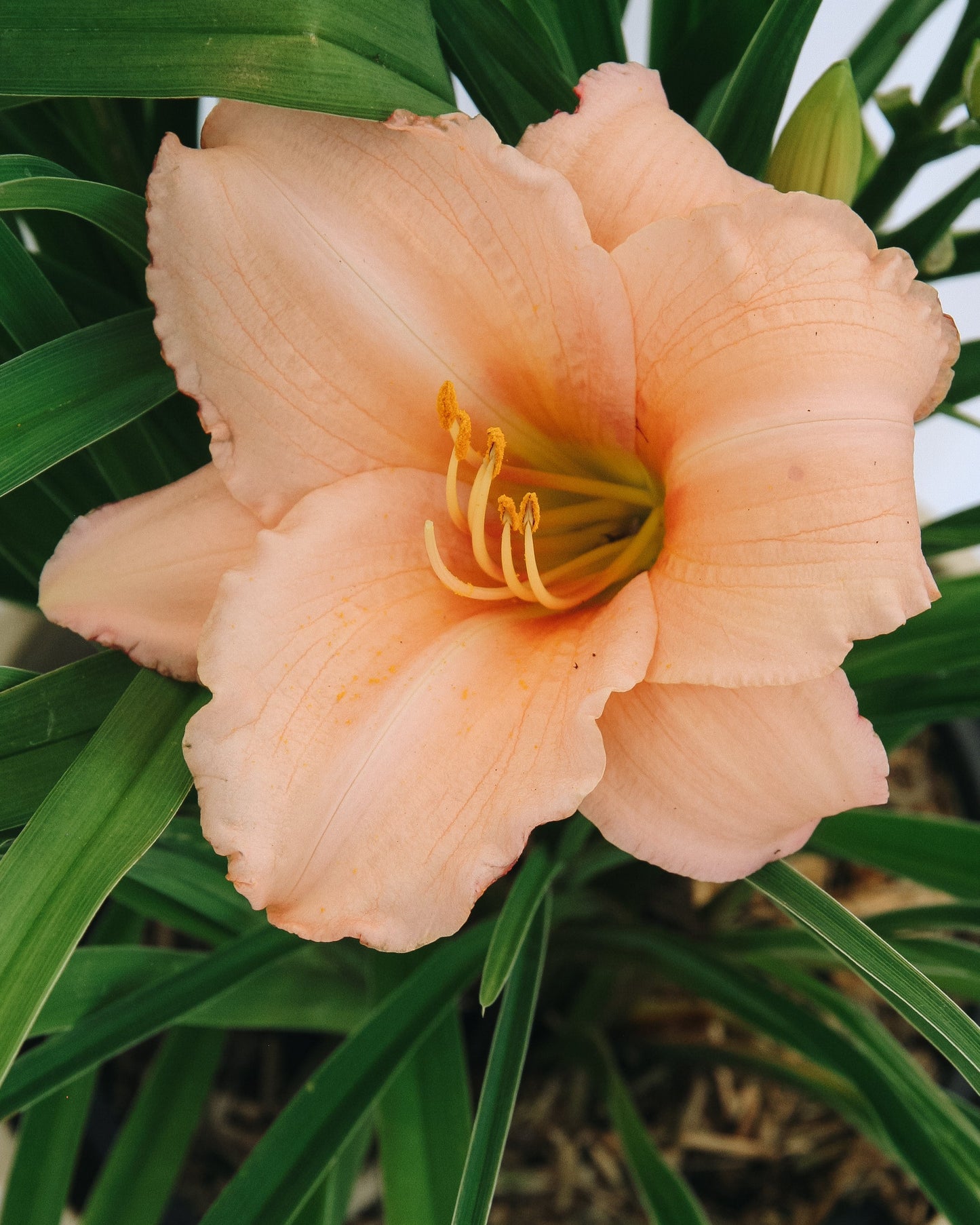 On and On Daylily