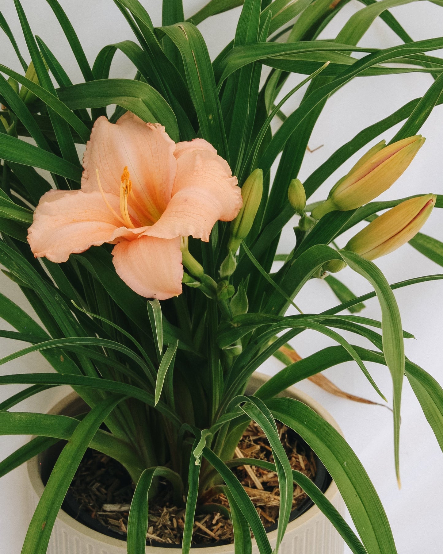On and On Daylily