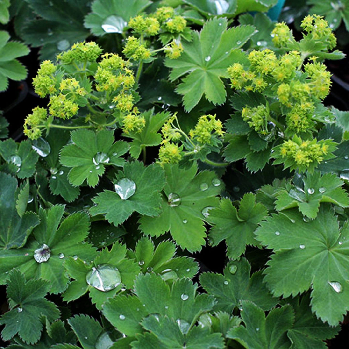 Gold Strike Lady's Mantle