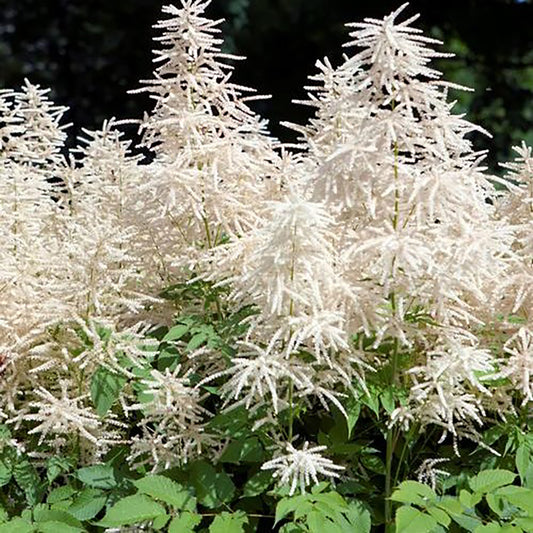 Whirlwind Goat's Beard 1 Gallon / 1 Plant