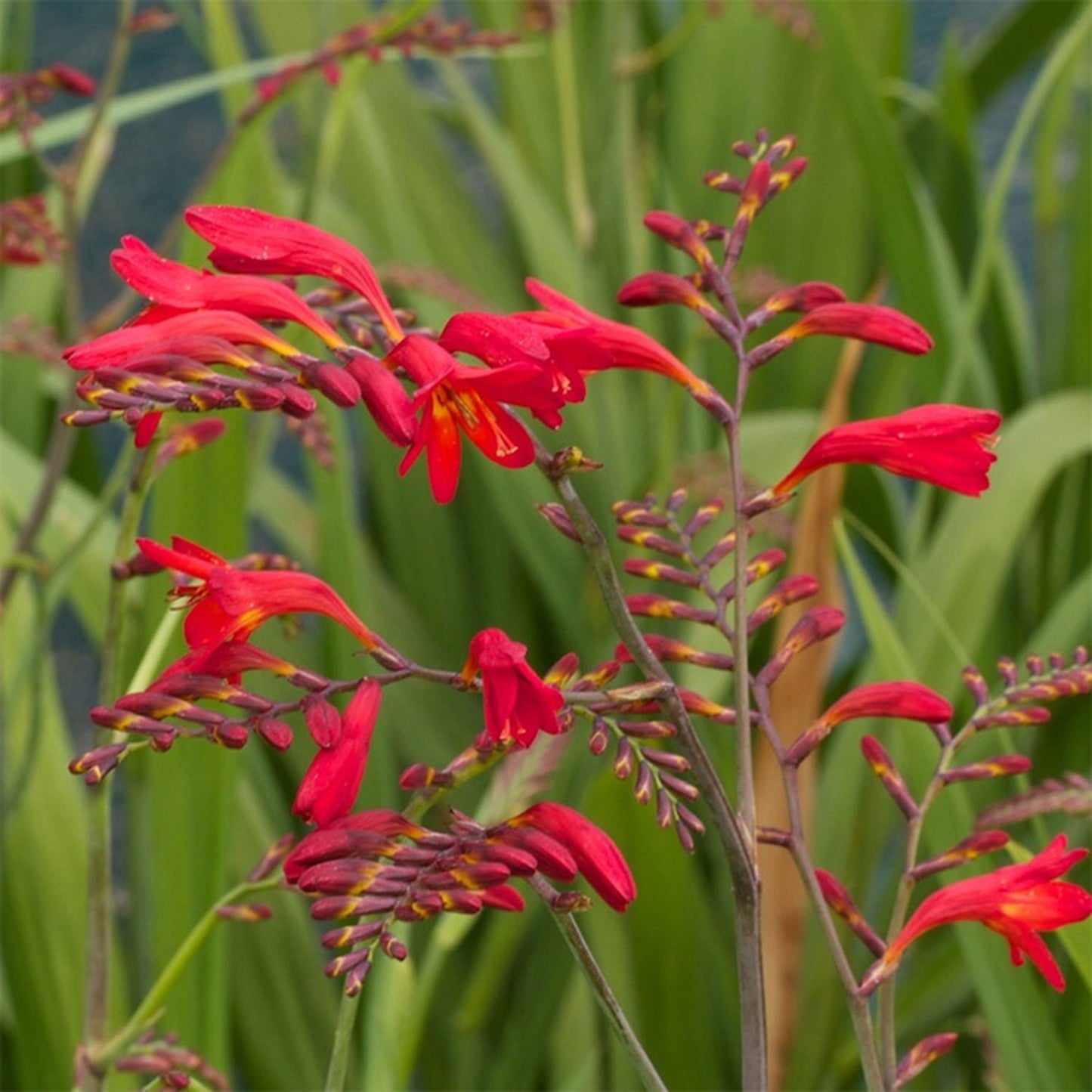 Emberglow Montbretia