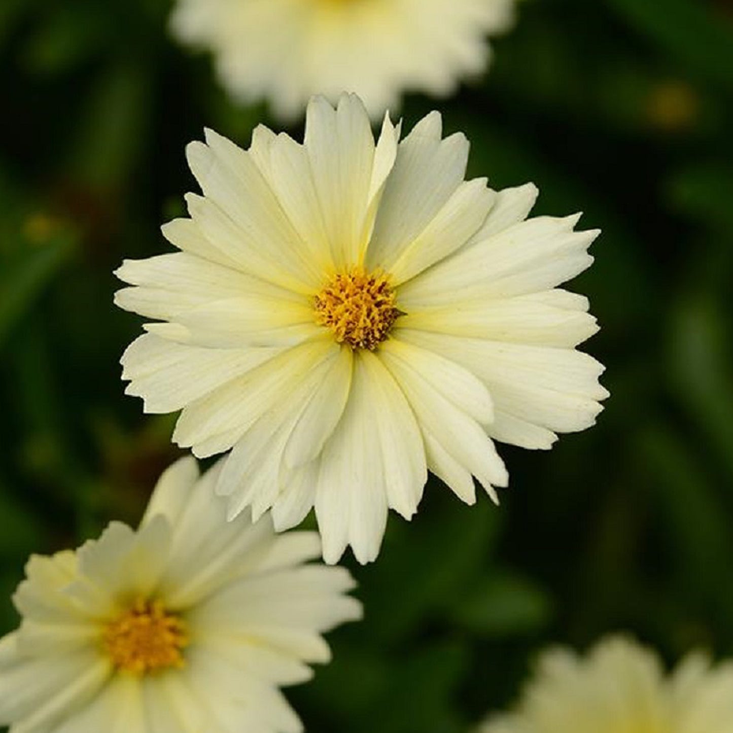 Cream Tickseed 1 Gallon / 1 Plant