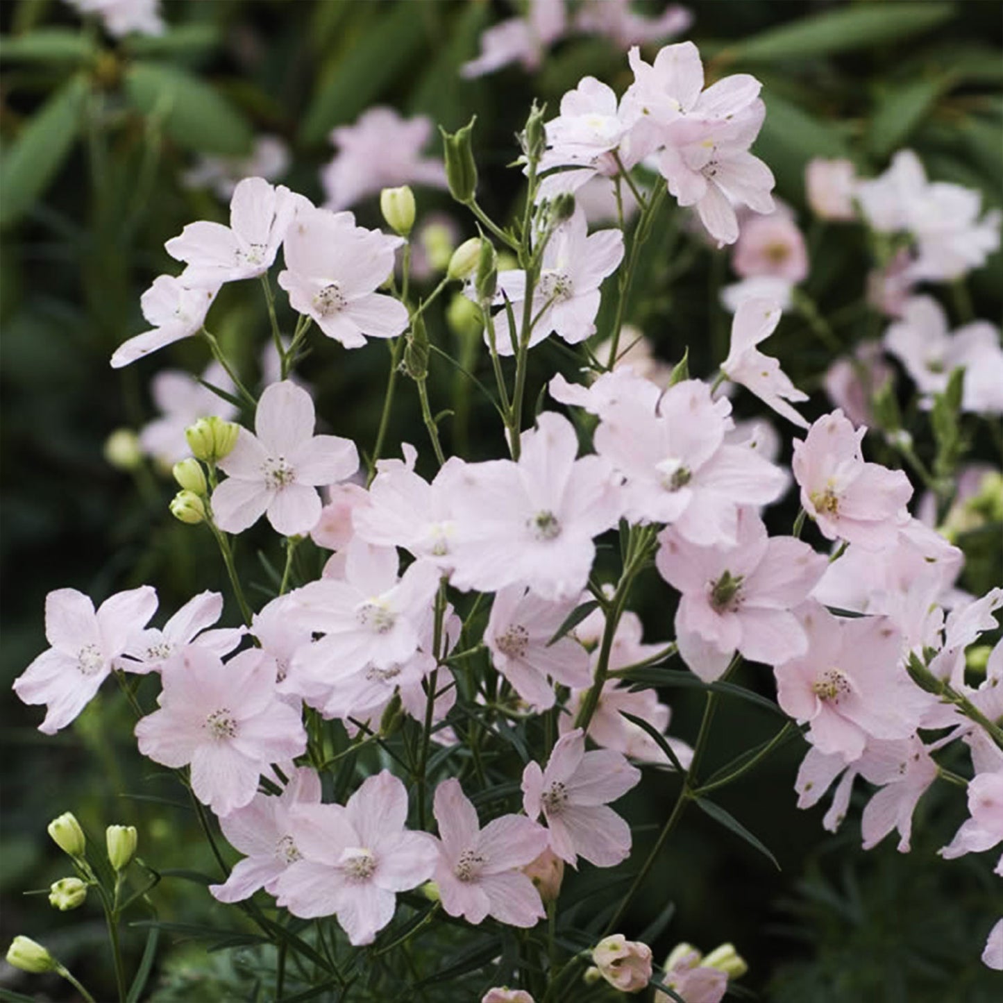 Summer Morning Larkspur 1 Gallon / 1 Plant