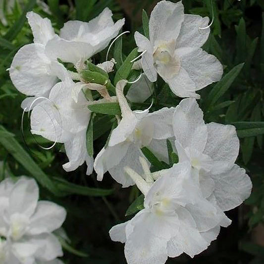 Summer Stars Larkspur 1 Gallon / 1 Plant