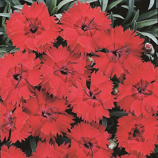 Fire Star Improved Dianthus