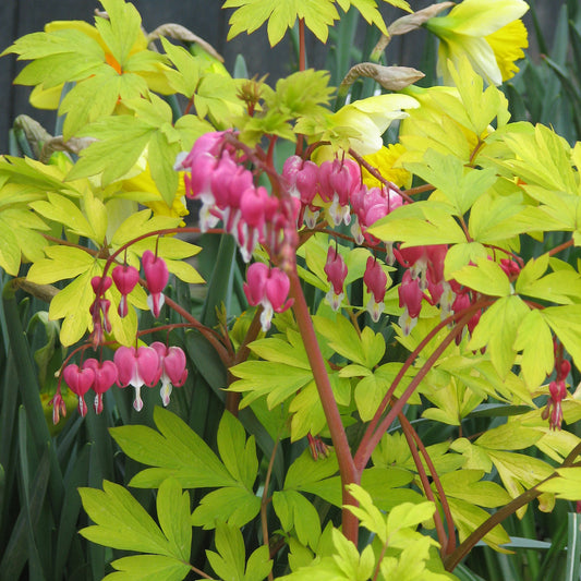 Golden Bleeding Heart 1 Gallon / 1 Plant