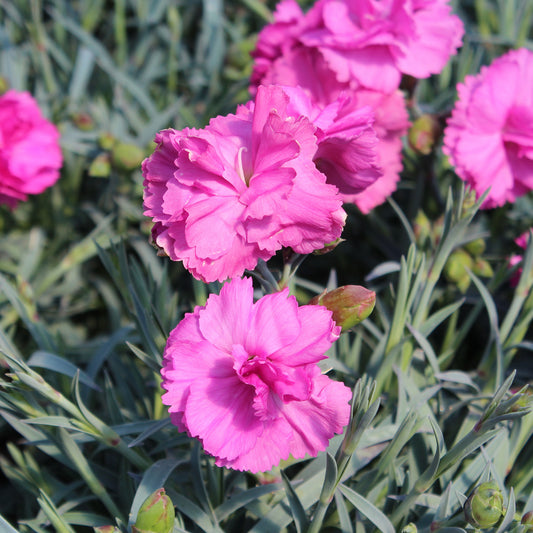 Tickled Pink Scent First Pinks