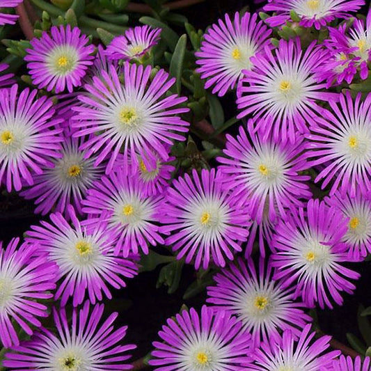 Violet Wonder Ice Plant 1 Gallon / 1 Plant