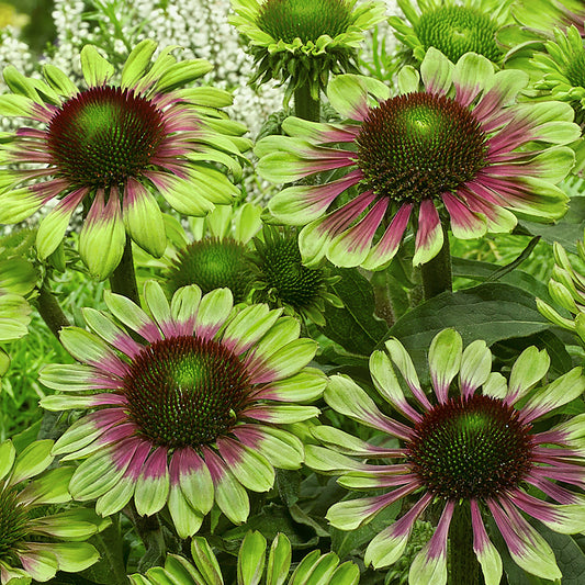 Green Twister Coneflower 1 Gallon / 1 Plant