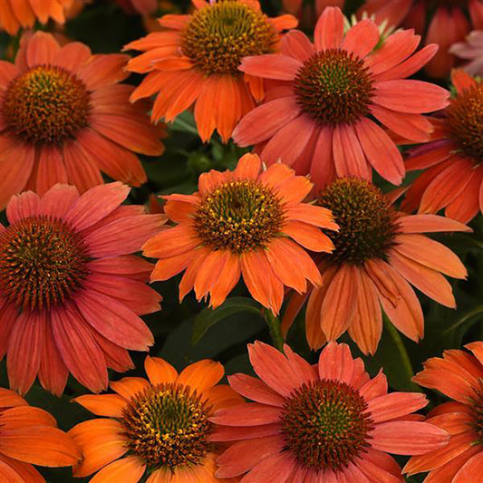 Red Ombre Coneflower 1 Gallon / 1 Plant