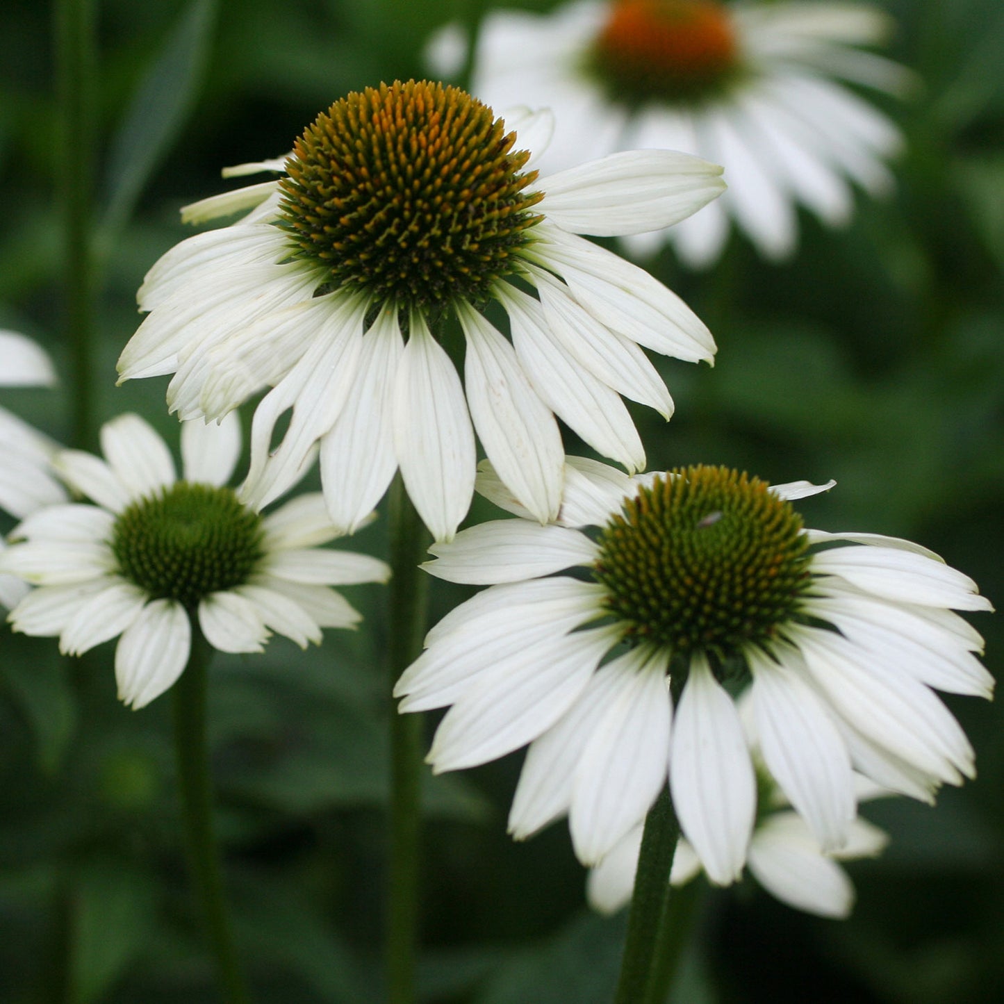 White Swan Coneflower 1 Gallon / 1 Plant