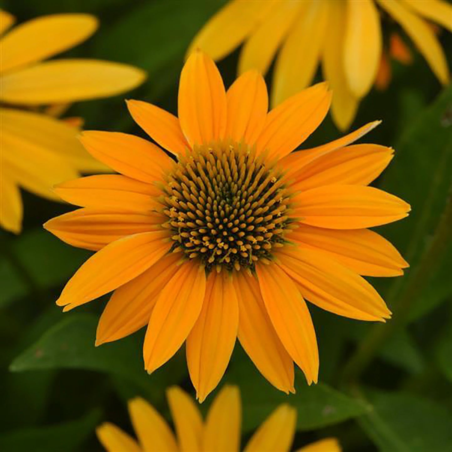 Yellow Ombre Coneflower 1 Gallon / 1 Plant