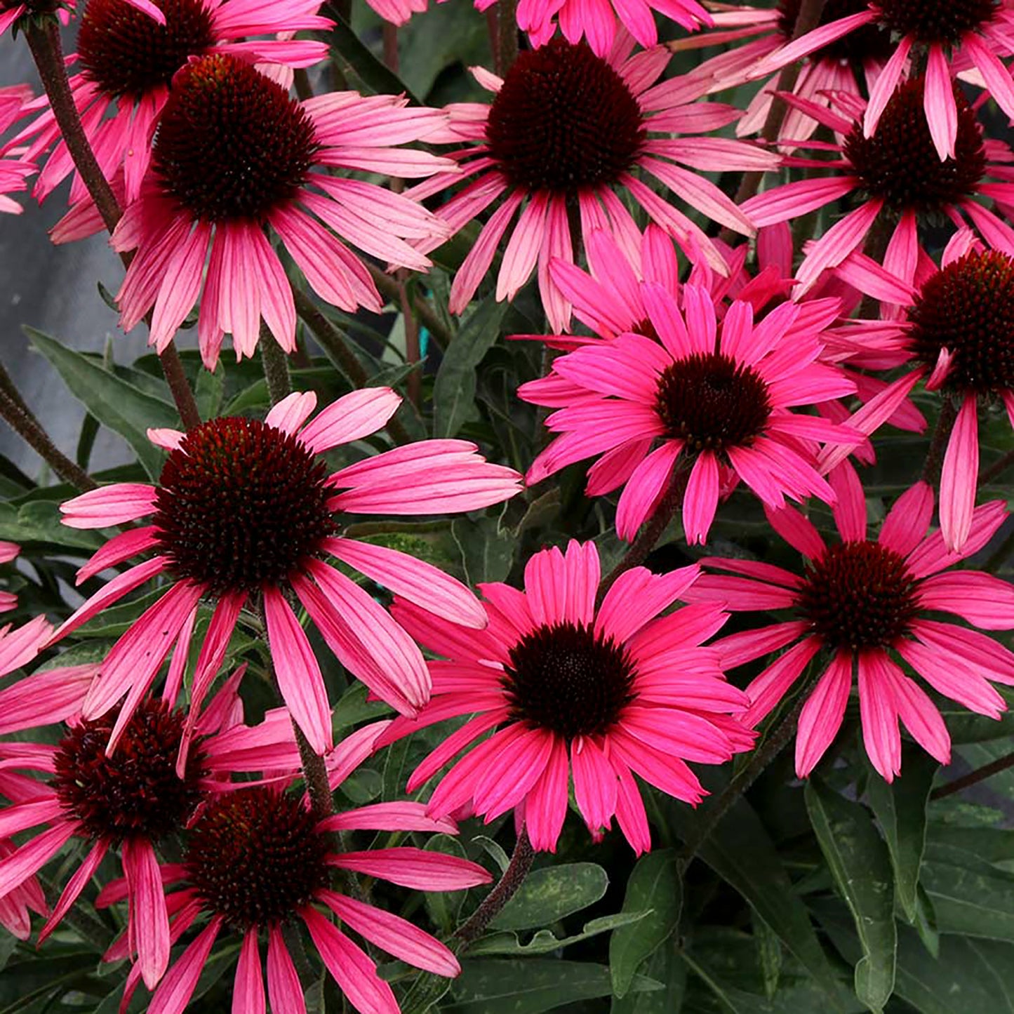 Wicked Dark Shadows Coneflower