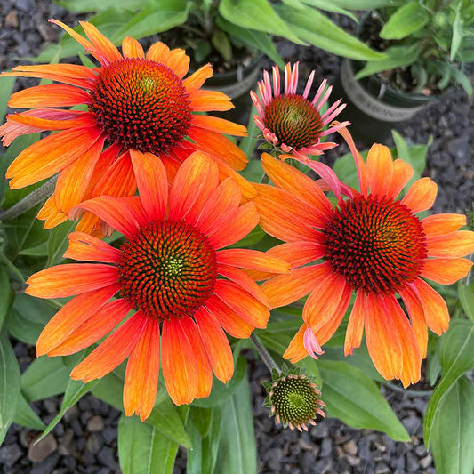 Tiger Coneflower 1 Gallon / 1 Plant