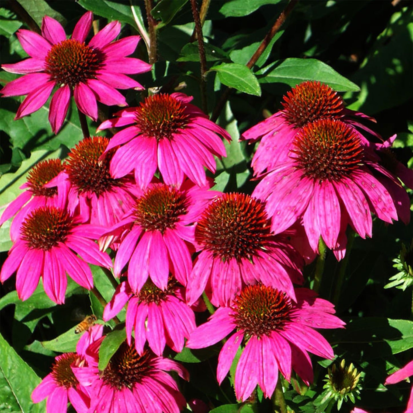 PowWow Wild Berry Coneflower