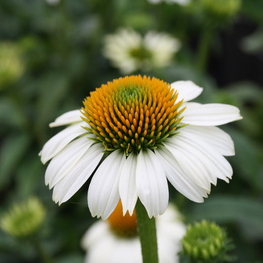 PowWow White Coneflower