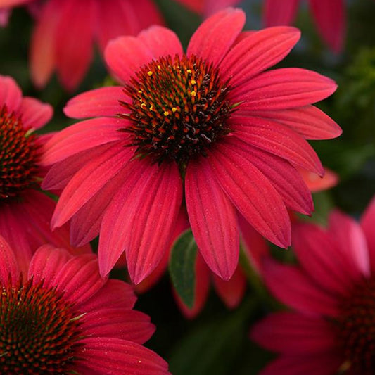 Baja Burgundy Coneflower 1 Gallon / 1 Plant