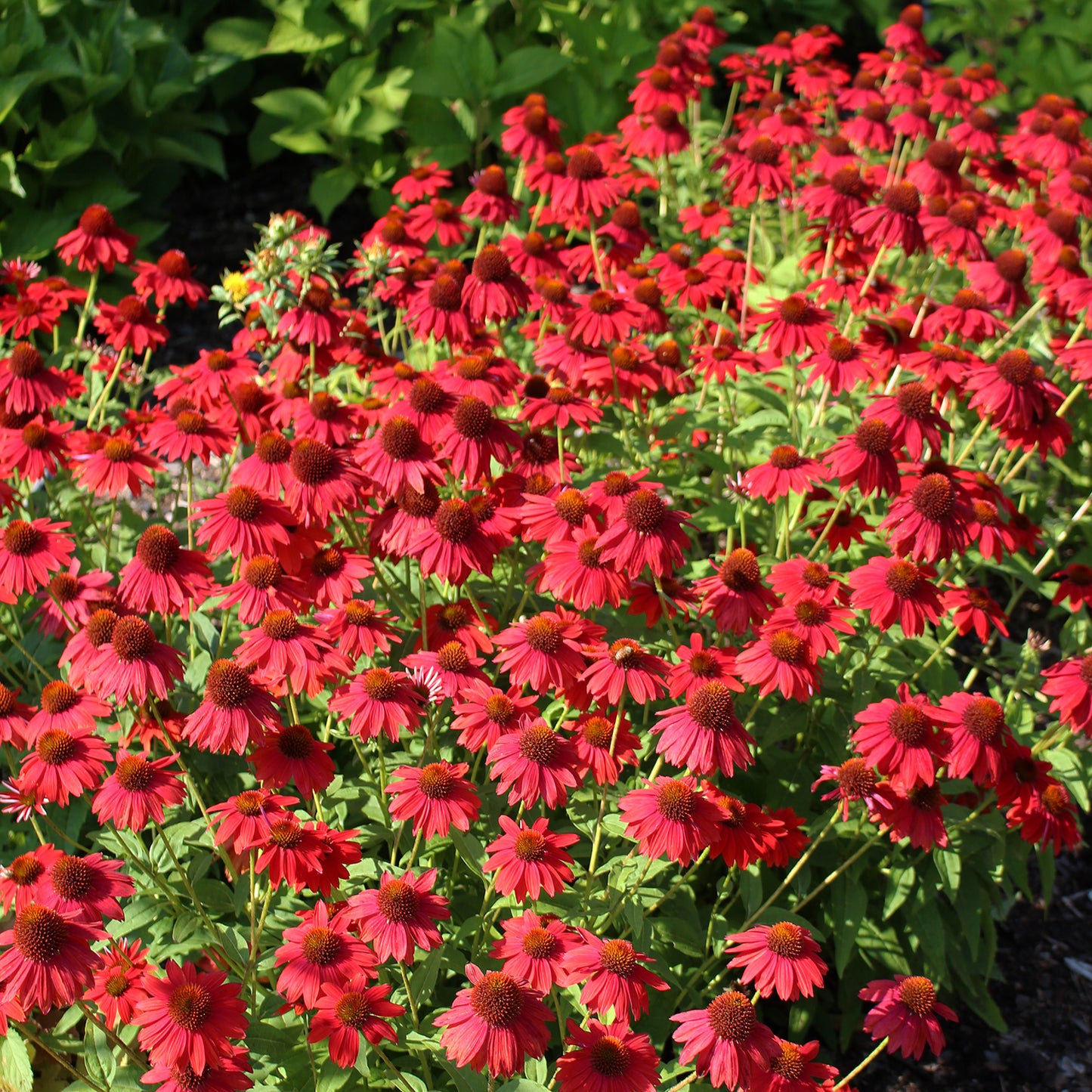 Salsa Red Coneflower 1 Gallon / 1 Plant