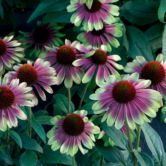 Sweet Sandia Coneflower