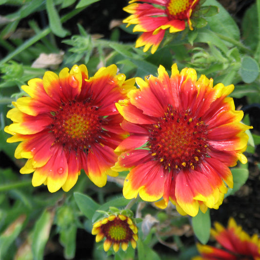 Arizona Sun Blanket Flower 1 Gallon / 1 Plant