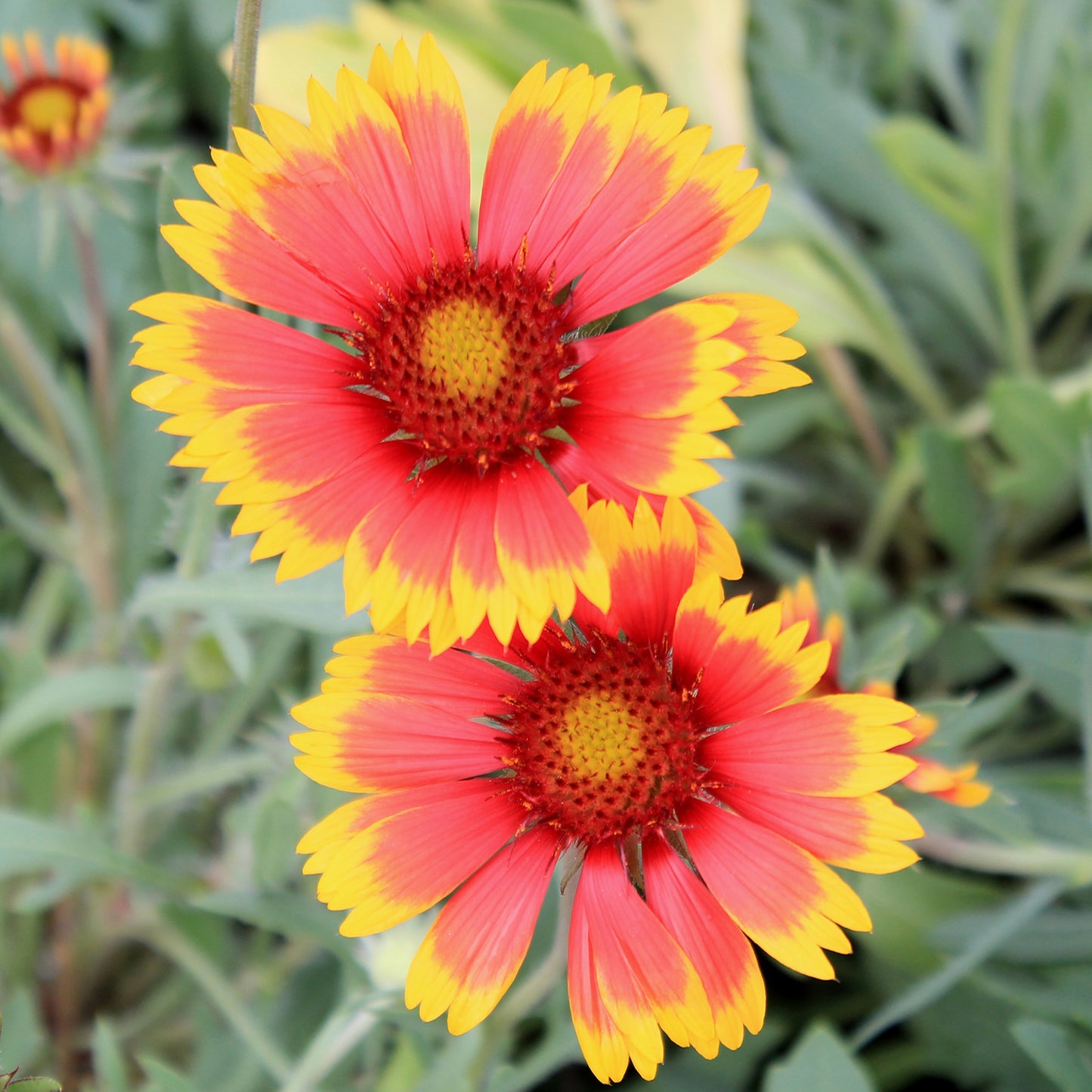 Goblin Blanket Flower 1 Gallon / 1 Plant