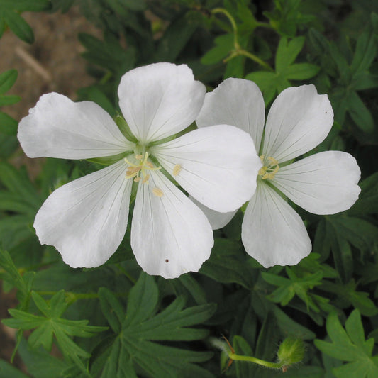 White Cranesbill 1 Gallon / 1 Plant