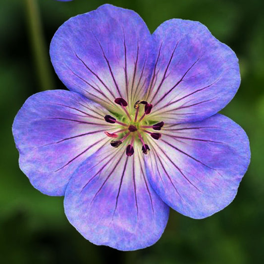 Azure Rush Cranesbill 1 Gallon / 1 Plant