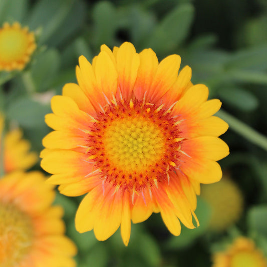 Mesa Peach Blanket Flower 1 Gallon / 1 Plant