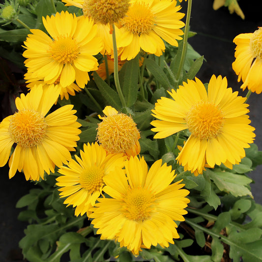 Mesa Yellow Blanket Flower 1 Gallon / 1 Plant