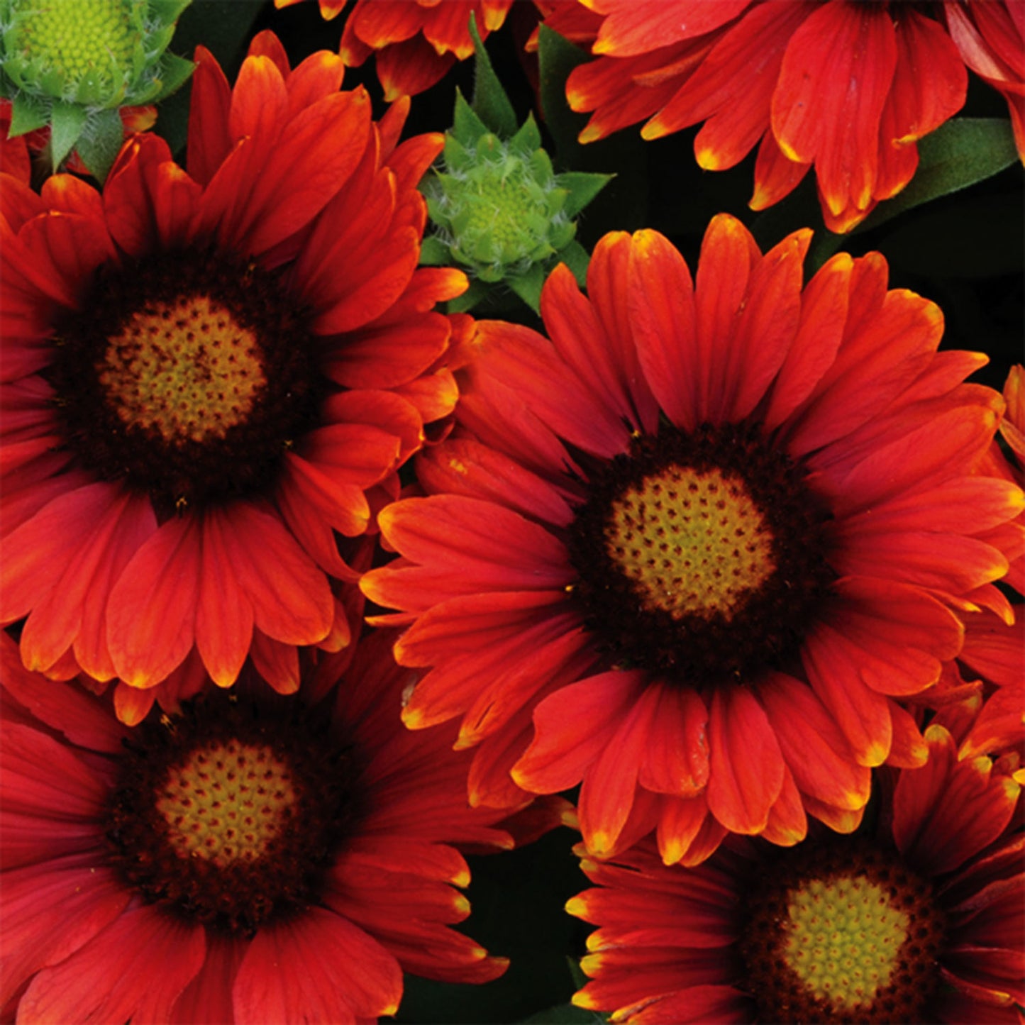 Arizona Red Shades Blanket Flower 1 Gallon / 1 Plant