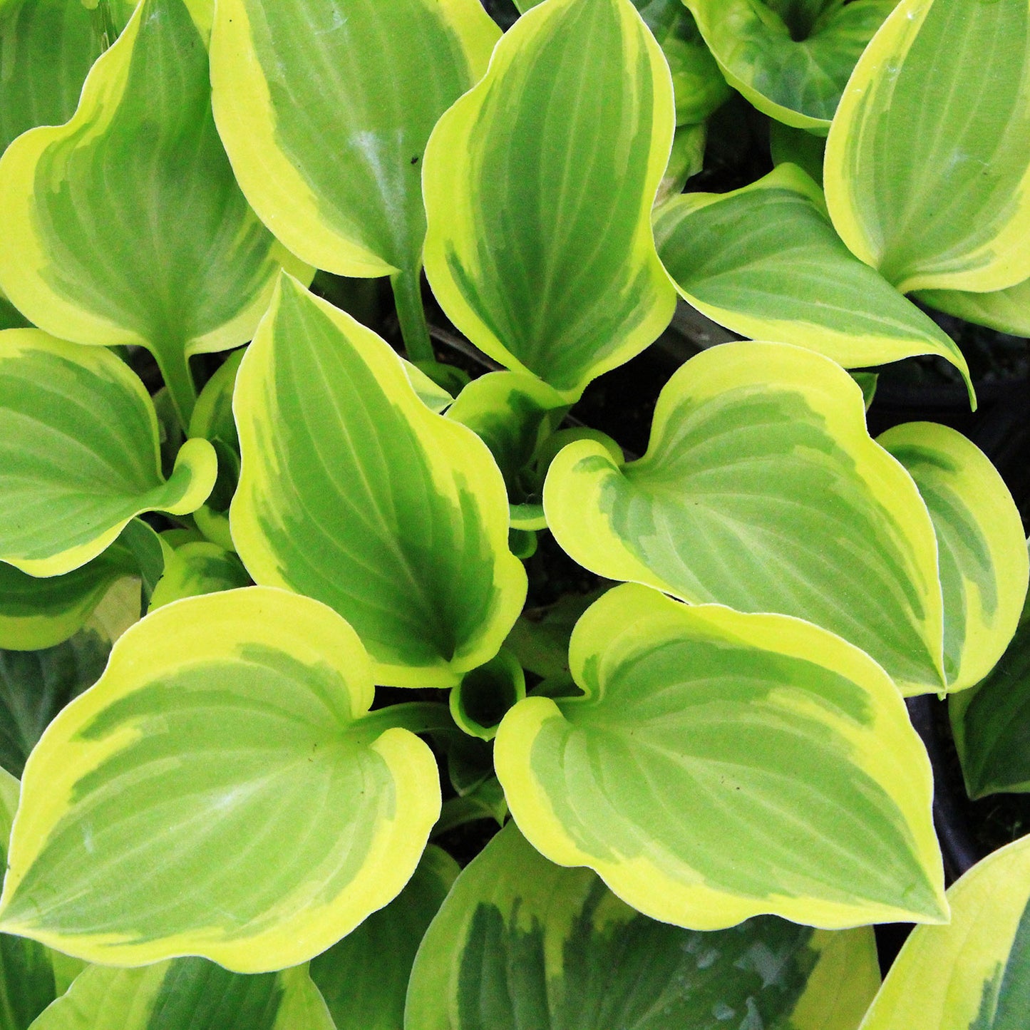 Brim Cup Hosta