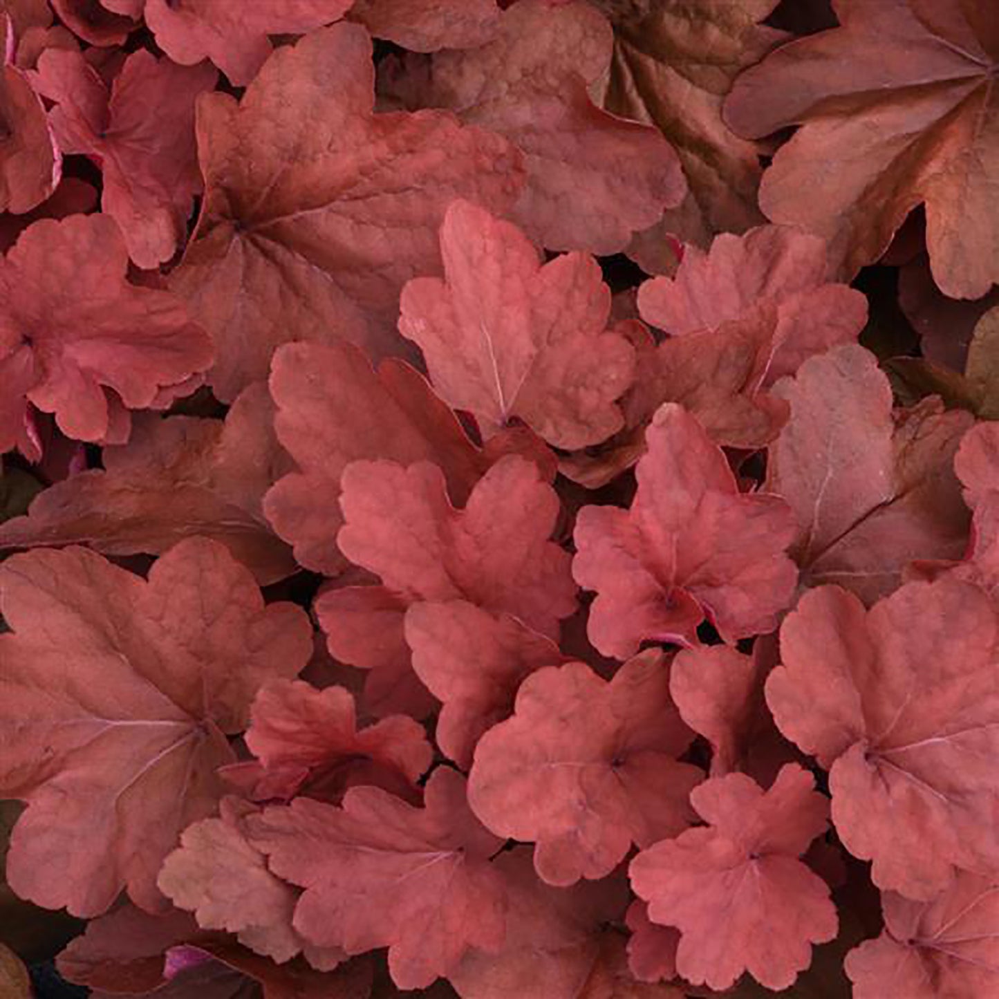 Carnival Cinnamon Stick Coral Bells 1 Gallon / 1 Plant