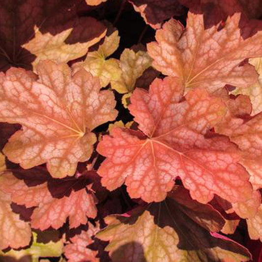 Carnival Watermelon Coral Bells