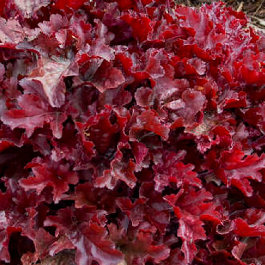 Cherry Truffles Coral Bells 1 Gallon / 1 Plant