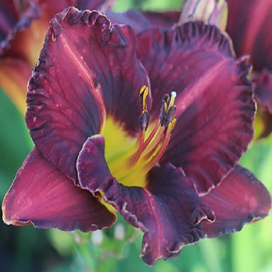 Purplelicious Daylily