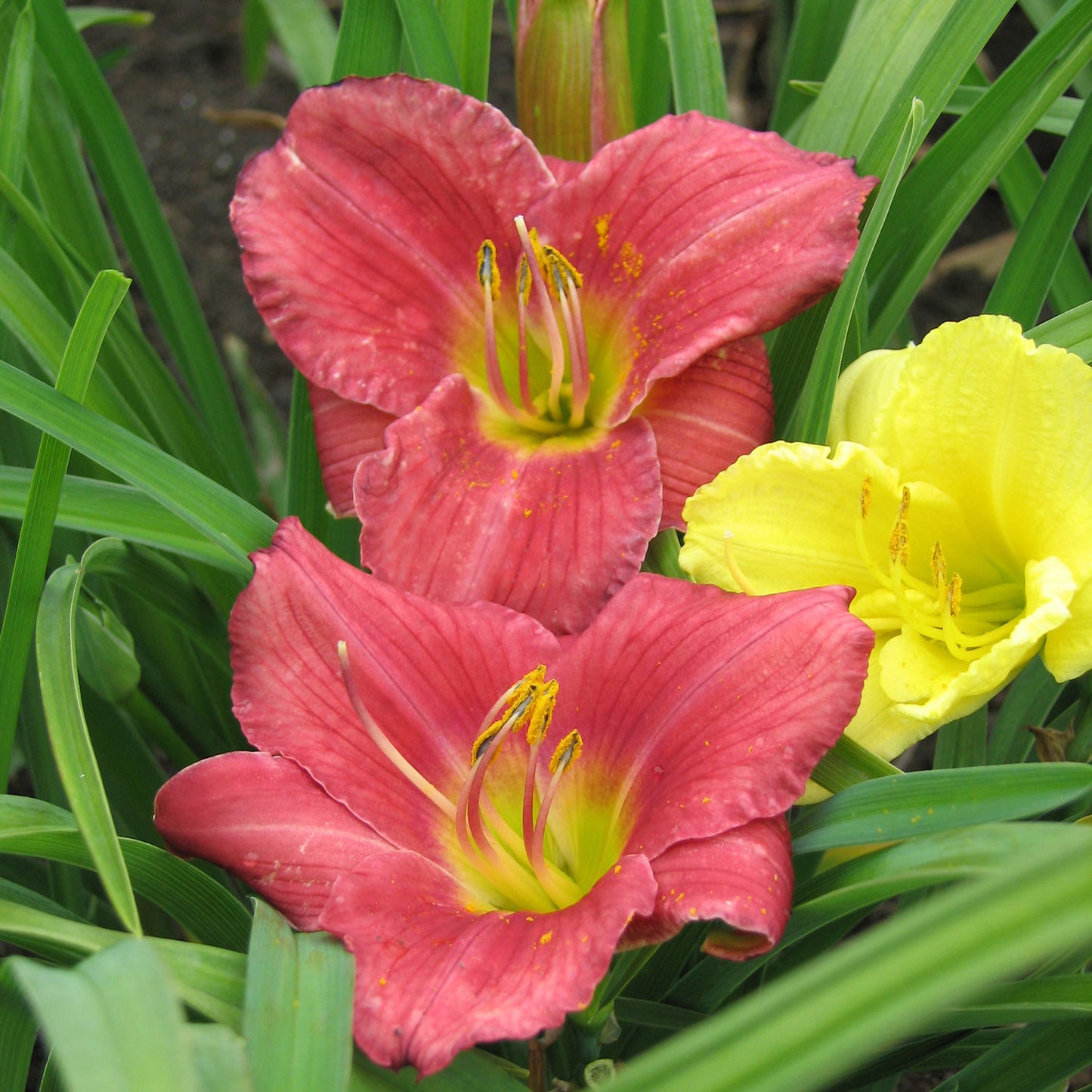 Rosy Returns Daylily 1 Gallon / 1 Plant