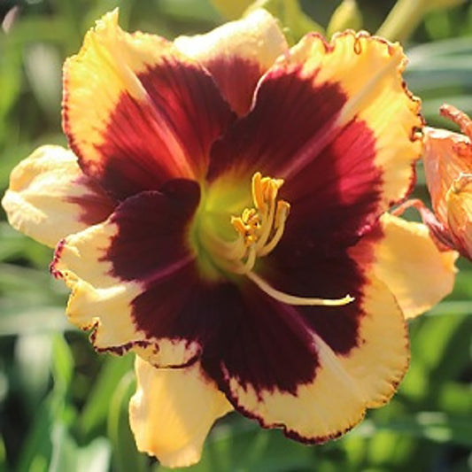 Tiger Blood Daylily