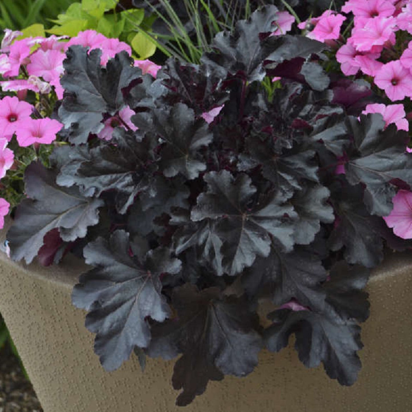 Black Pearl Coral Bells 1 Gallon / 1 Plant