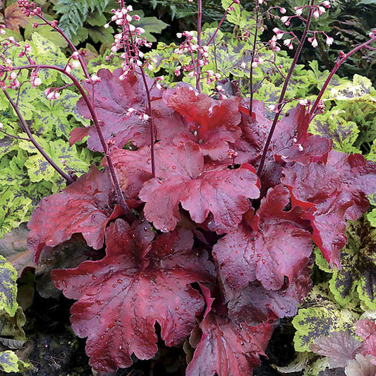 Fire Alarm Coral Bells 1 Gallon / 1 Plant