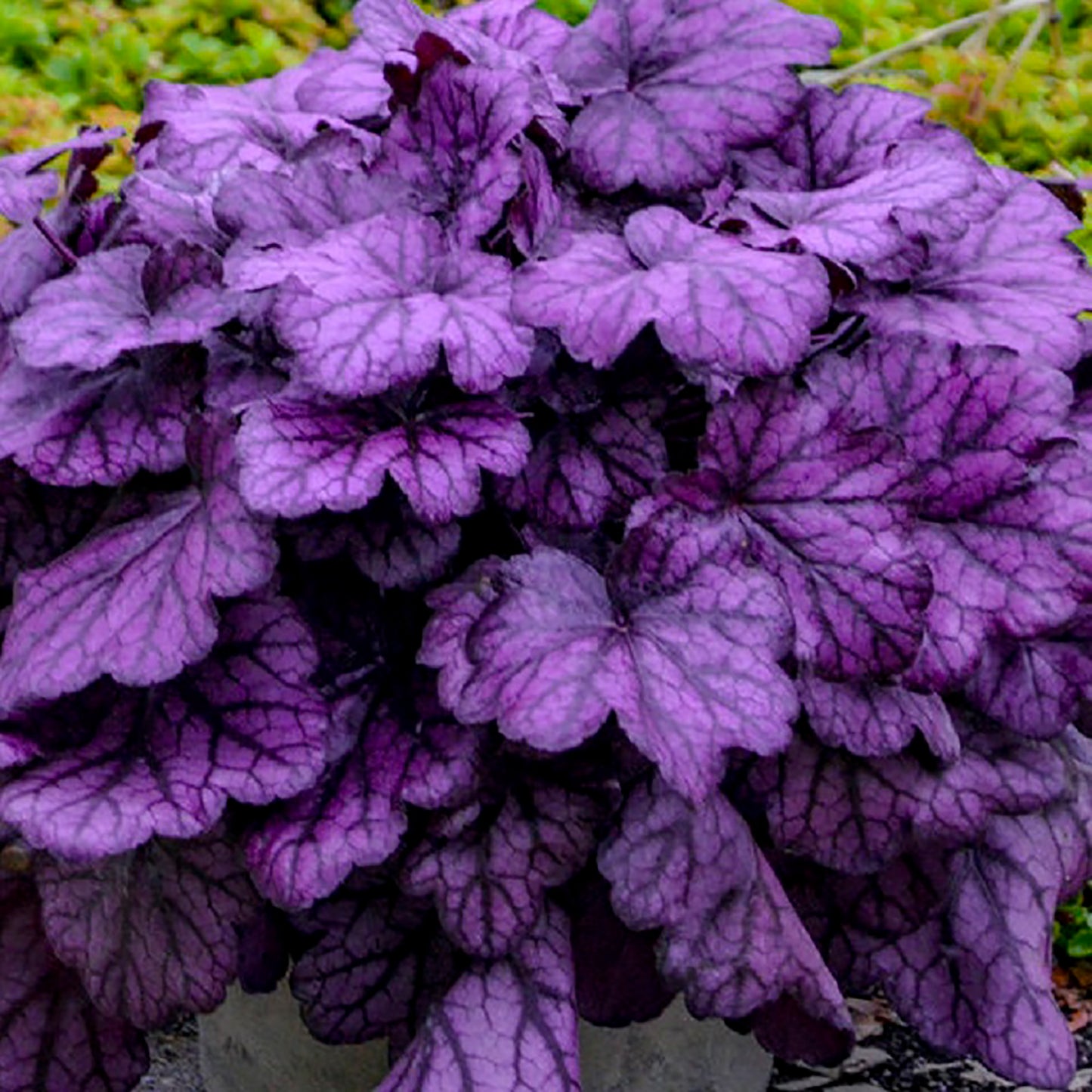 Wild Rose Coral Bells 1 Gallon / 1 Plant