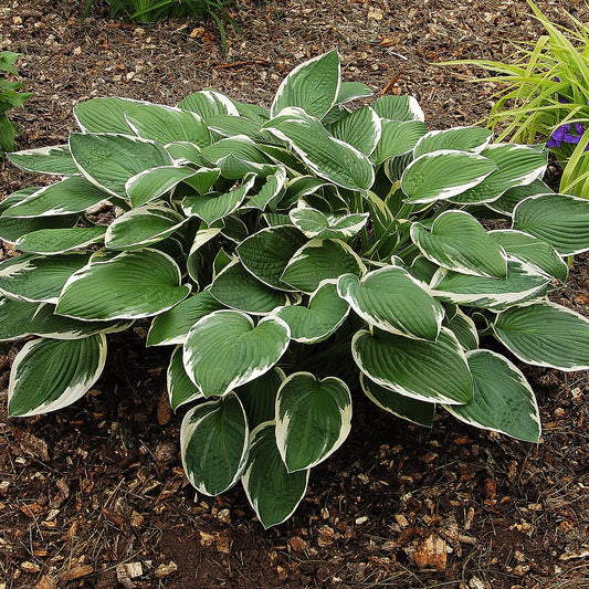 Francee Hosta