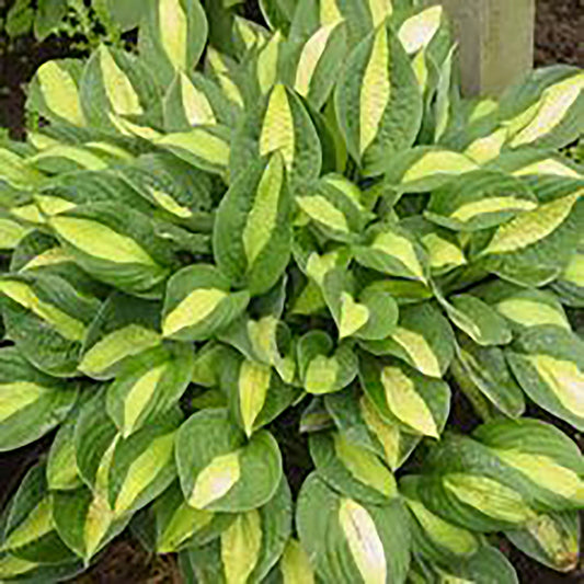 Gypsy Rose Hosta