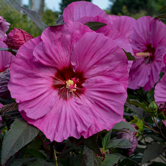 Berry Awesome Rose Mallow 2 Gallon / 1 Plant