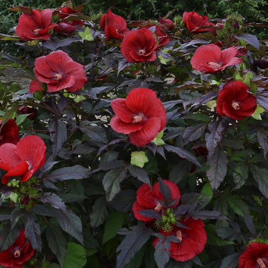 Midnight Marvel Rose Mallow 2 Gallon / 1 Plant