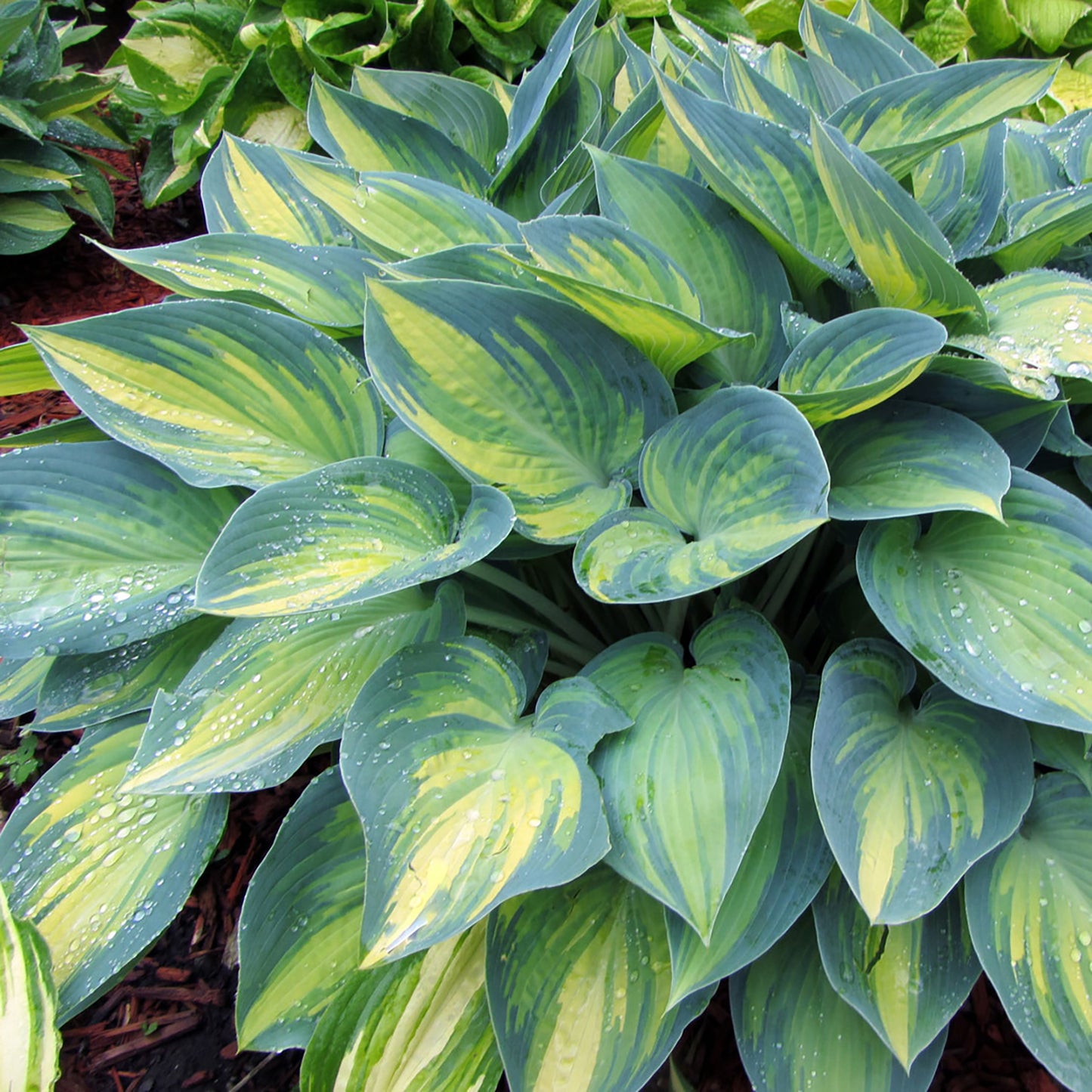 June Hosta