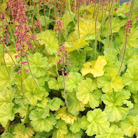 Northern Exposure Lime Coral Bells