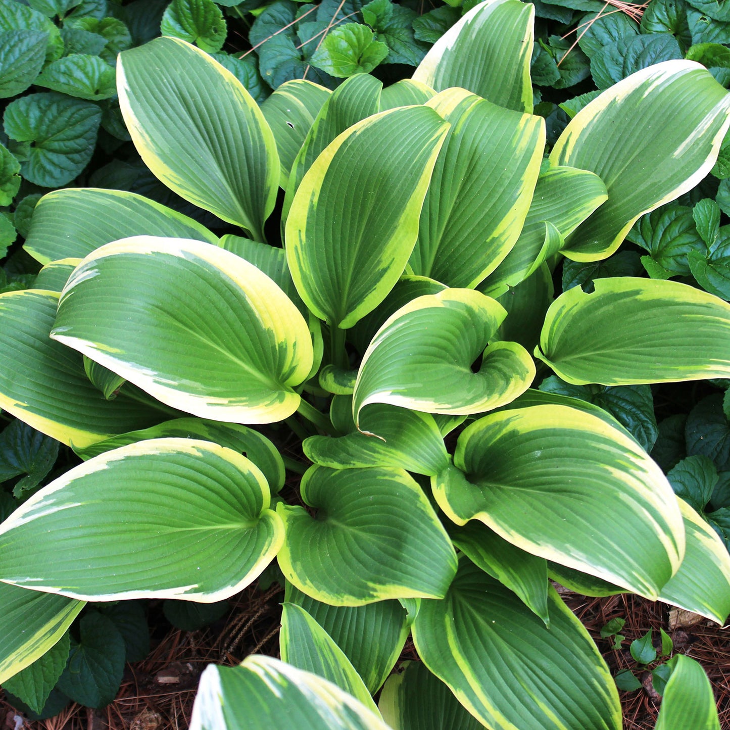 Aureomarginata Hosta