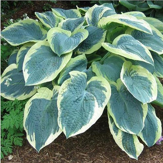 American Halo Plantain Lily 1 Gallon / 1 Plant