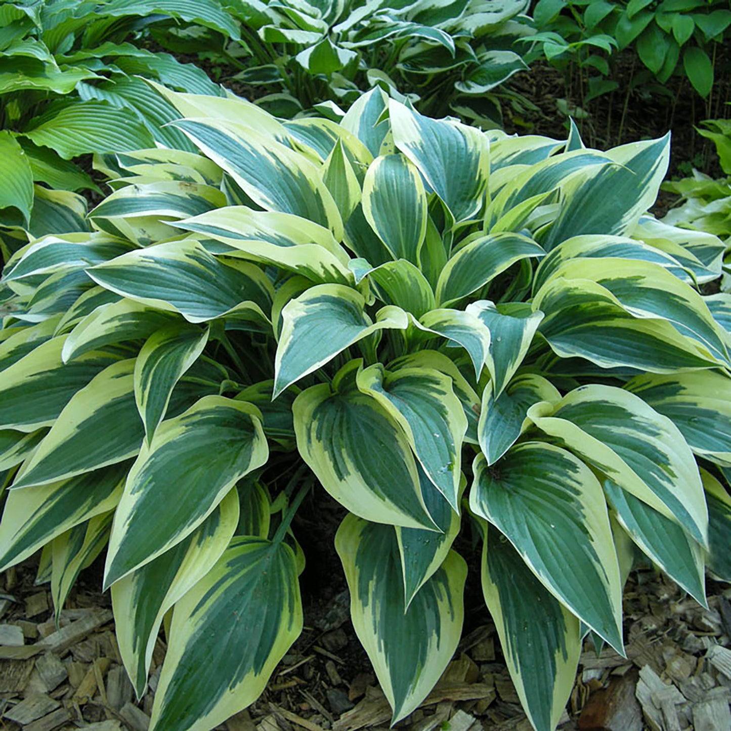 Bobcat Hosta